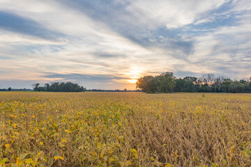 A field of soybeans with yellow leaves and a sunset with cirrus clouds and trees in the distance. 