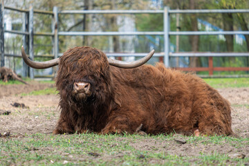 Fototapeta premium Highland cow