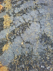 Straßenschaden in der Asphaltoberfläche. Der Asphalt weist mehrere große Risse auf, und kleine Stücke sind abgeplatzt, was auf Abnutzung und Verwitterung hinweist.