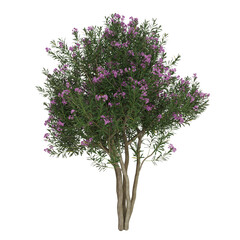 Fototapeta premium 3d render model tree collection