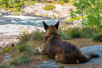 A Dog Sitting Under a Tree and Enjoying a Beautiful View of Five Finger Rapids, French River