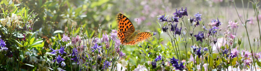 Schmetterling 1165 © K.-U. Häßler
