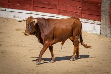 Suelta de novillos en la plaza de toros de El Espinar (Segovia)