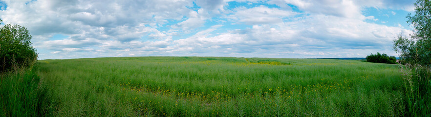 Panorama of new green rapeseed with summer grass against clear blue sky