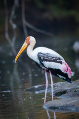 Beautiful Painted stork in Nature reserve in Mysore