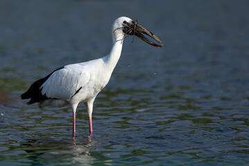  Asian Open Boll Stork in nature Reserve in India