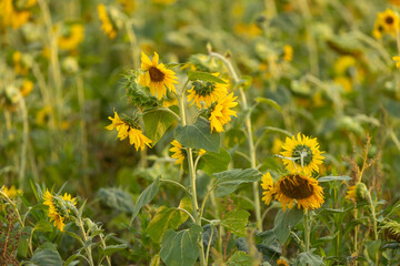 A sunflower field unfolding under the summer sky