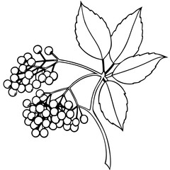 A leafy branch with berries on it. The berries are small and clustered together. The image has a peaceful and serene mood