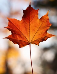 Isolated maple leaf with depth of field highlighting unique shape and vivid autumn hues