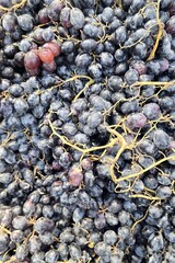 Black grapes stack in market