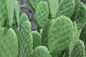 Nopal, nopalera