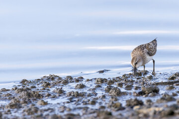 干潮の海辺に飛来したトウネン