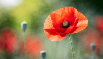 Obraz premium Isolated poppy flower with depth of field highlighting vibrant red petals for Veterans Day