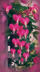 Pretty floral spray of pink bleeding heart vine outdoors with a soft focus background.