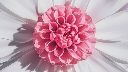 Closeup of pink flower in full bloom
