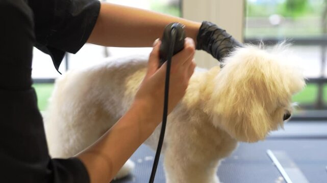 Professional dog grooming session at a local pet salon in the afternoon