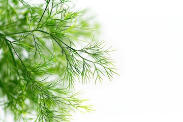 A detailed view of a leafy plant's foliage, ideal for use in nature-inspired designs or as a background element