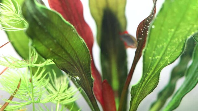 Aquarium fish swims in thickets of echinodorus leaves. The celestial pearl danio Margaritatus Galaxy Microrasbora. Macro view aquarium fish rasbora. bright blue body pearly dots, orange red fins tails