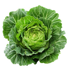 Obraz premium Fresh green cabbage showing its beautiful layers on white background