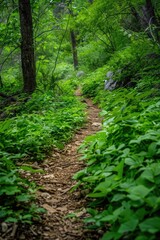 A winding dirt path surrounded by dense foliage and trees in a vibrant green forest