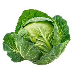 Obraz premium Head of cabbage with vibrant green leaves, showcasing its freshness and quality