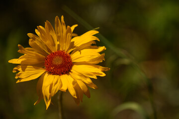 yellow flower on a green background