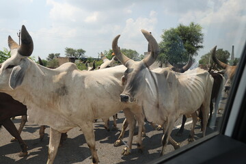 Cows on the road in India