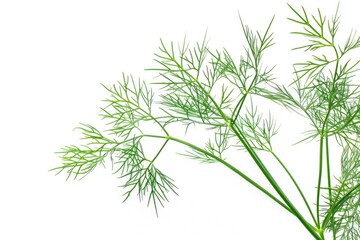 Naklejka premium A detailed view of a single leaf with green foliage, suitable for use in illustrations or designs related to nature and the outdoors