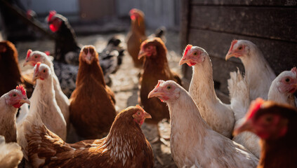 Chickens Standing in a Barn. A group of chickens are gathered together, standing around in a barn.