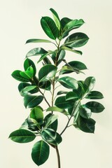 A close-up of a plant with green leaves on a white background, suitable for use in lifestyle or still life photography