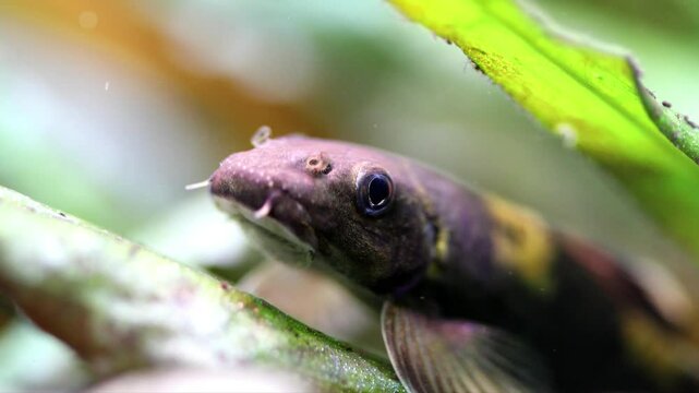 Garra flavatra macro view. Aquarium fish resting on a cryptocoryne leaf. Freshwater tank with aquatic plants background.