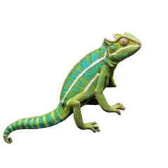 Fototapeta premium chameleon on a white background transparent png