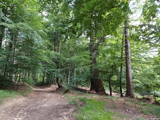 poland, central sudetes, mountains, polish mountains, wielka sowa, trekking, lower silesia, forest, polish woods, polish forest, owl mountains, wielka sowa © Paulina