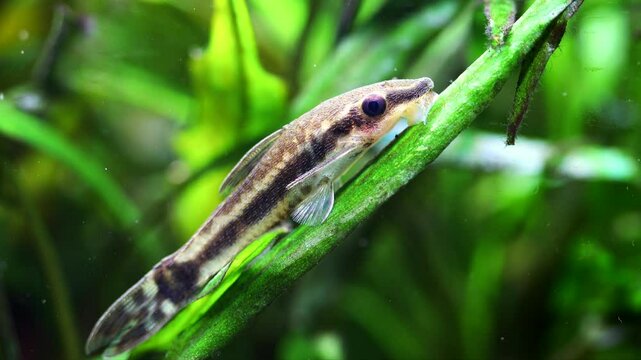 Otocinclus affinis macro view. Aquarium fish catfish resting on a cryptocoryne leaf. Freshwater tank with aquatic plants background.