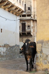 Cow in the streets of Mandawa, India
