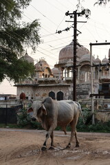 Harlalka Well in Mandawa, Indai
