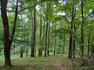 poland, central sudetes, mountains, polish mountains, wielka sowa, trekking, lower silesia, forest, polish woods, polish forest, owl mountains © Paulina