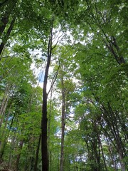 poland, central sudetes, mountains, polish mountains, wielka sowa, trekking, lower silesia, forest, polish woods, polish forest, owl mountains © Paulina