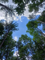 Path in the woods, green area, nature lover, suffolk, uk, summe 2024