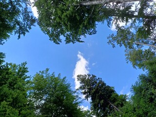 sky, blue sky, from below, poland, central sudetes, mountains, polish mountains, wielka sowa, trekking, lower silesia, forest, polish woods, polish forest, owl mountains © Paulina