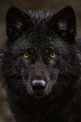 Close-up portrait of a black wolf with detailed facial features.