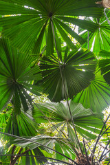 Palm trees in tropical rainforest in Daintree River National Park in Queensland, Australia. 