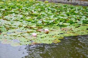 blooming lotus in the pond