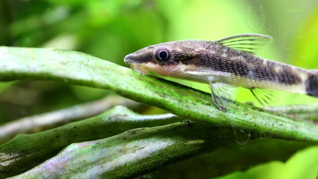 Aquarium fish Otocinclus affinis, catfish eats algae that grow on a cryptocoryne leaf,  macro view. 