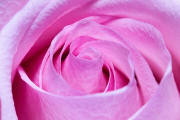 Macro shot of a single pink rose.