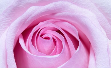 Macro shot of a single pink rose.