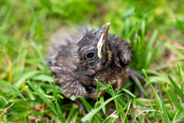 Thrush young bird in the green grass at spring. Thrush baby bird fell from its nest.