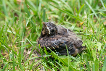 Thrush young bird in the green grass at spring. Thrush baby bird fell from its nest.