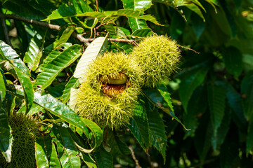 木になっている栗の実