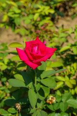 日差しを浴びて咲く赤いバラ